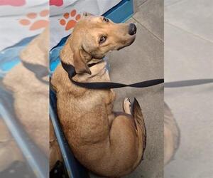 Labrador Retriever-Unknown Mix Dogs for adoption in Houston, TX, USA