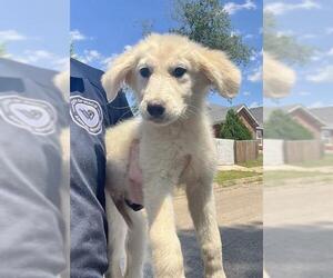 Great Pyrenees-Unknown Mix Dogs for adoption in Waco, TX, USA