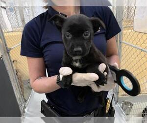 German Shepherd Dog-Unknown Mix Dogs for adoption in Tulsa, OK, USA
