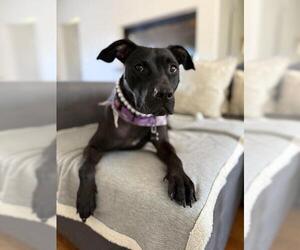 American Pit Bull Terrier-Staffordshire Bull Terrier Mix Dogs for adoption in Plantation, FL, USA
