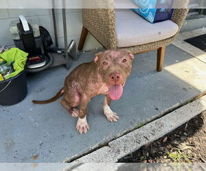 Mutt Dogs for adoption in Sanford, FL, USA