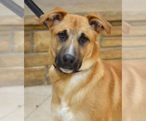 Mutt Dogs for adoption in Germanton, TN, USA