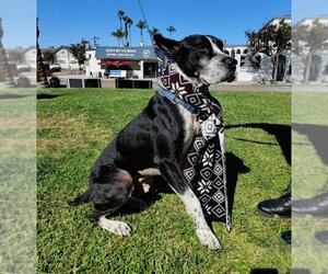 Great Dane-Pointer Mix Dogs for adoption in San Diego, CA, USA