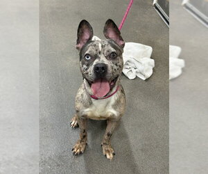 Mutt Dogs for adoption in Forestville, MD, USA