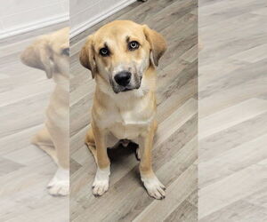 Labsky Dogs for adoption in Minneapolis, MN, USA