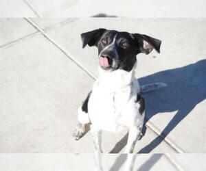 Pointer Dogs for adoption in Denver, CO, USA