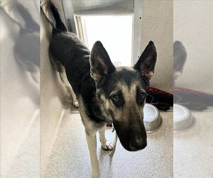 German Shepherd Dog-Unknown Mix Dogs for adoption in Tracy, CA, USA
