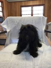 Shih Tzu Dogs for adoption in Centreville, VA, USA