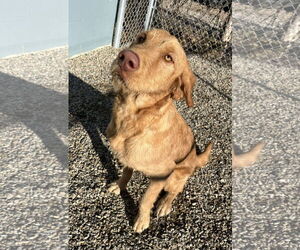 Mutt Dogs for adoption in Emmett, ID, USA