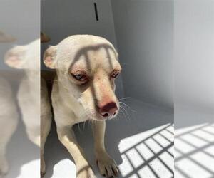 Chiweenie Dogs for adoption in Houston, TX, USA