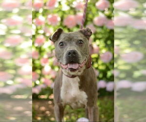 Bulldog-Staffordshire Bull Terrier Mix Dogs for adoption in Decatur, GA, USA