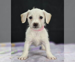 Jack Russell Terrier-Unknown Mix Dogs for adoption in Lakewood, CO, USA