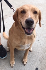 Medium Photo #1 Golden Labrador Puppy For Sale in Fort Worth, TX, USA