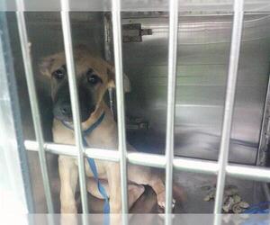 Black Mouth Cur-Unknown Mix Dogs for adoption in Oklahoma City, OK, USA