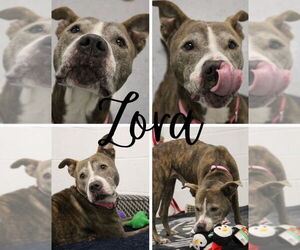 American Staffordshire Terrier Dogs for adoption in Pierceton , IN, USA