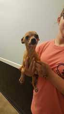 Chihuahua-Unknown Mix Dogs for adoption in Bronx, NY, USA
