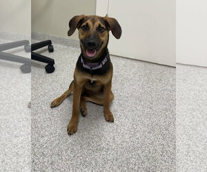 Beagle-Unknown Mix Dogs for adoption in Lancaster, PA, USA