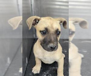 American Staffordshire Terrier-Unknown Mix Dogs for adoption in San Antonio, TX, USA