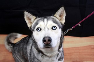 Alaskan Husky Dogs for adoption in Raleigh, NC, USA