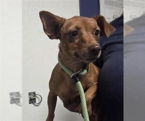 Chihuahua Dogs for adoption in Bakersfield, CA, USA