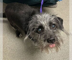 Mutt Dogs for adoption in Las Vegas, NV, USA