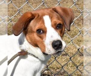 Black and Tan Coonhound-Labrador Retriever Mix Dogs for adoption in Nashville, IN, USA