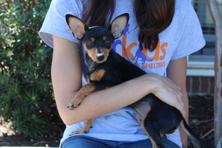 Chiweenie Dogs for adoption in Alpharetta, GA, USA