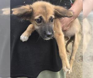 German Shepherd Dog-Unknown Mix Dogs for adoption in Houston, TX, USA