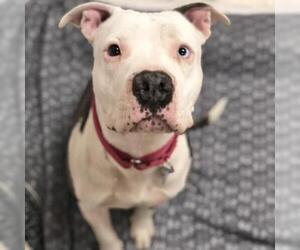 American Pit Bull Terrier Dogs for adoption in Tempe, AZ, USA