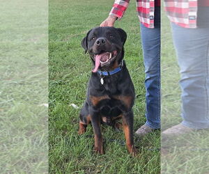 Rottweiler Dogs for adoption in Foristell, MO, USA