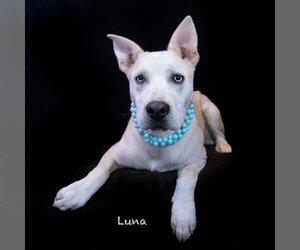 Huskies -Labrador Retriever Mix Dogs for adoption in Hot Springs Village, AR, USA
