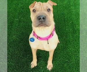 Chinese Shar-Pei Dogs for adoption in Tempe, AZ, USA