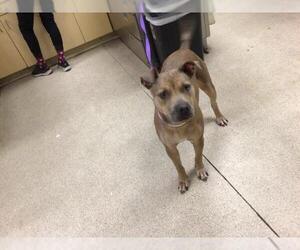 American Pit Bull Terrier Dogs for adoption in Riverside, CA, USA