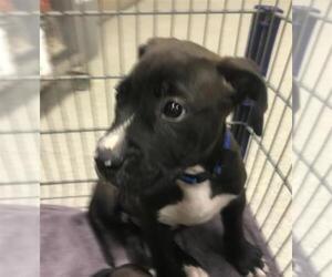 Mutt Dogs for adoption in Conroe, TX, USA