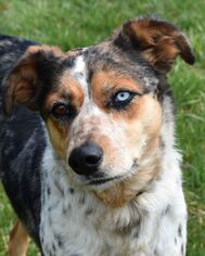 Australian Shepherd Dogs for adoption in Nashville, IN, USA