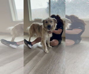 Golden Retriever-Unknown Mix Dogs for adoption in Dana Point, CA, USA