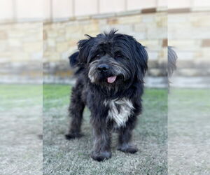 Lhasa Apso-Unknown Mix Dogs for adoption in PIPE CREEK, TX, USA