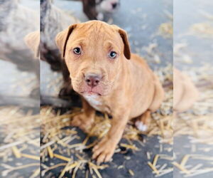 American Pit Bull Terrier Dogs for adoption in Claremore, OK, USA