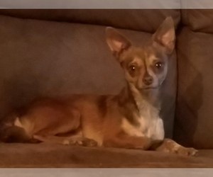 Chihuahua Dogs for adoption in Coweta, OK, USA