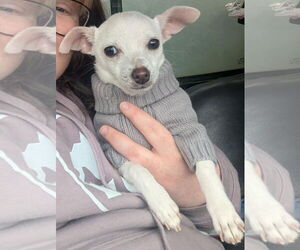 Chihuahua-Unknown Mix Dogs for adoption in Grafton, WI, USA