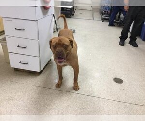 Dogue de Bordeaux Dogs for adoption in Riverside, CA, USA