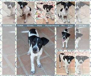 Pointer-Unknown Mix Dogs for adoption in Mesa, AZ, USA