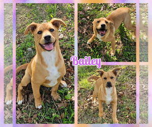 Labrador Retriever-Unknown Mix Dogs for adoption in Blacksburg, SC, USA