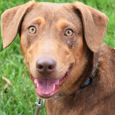 Medium Photo #1 Doberman Pinscher-Labrador Retriever Mix Puppy For Sale in Huntley, IL, USA