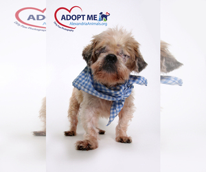 Shih Tzu Dogs for adoption in Alexandria, VA, USA