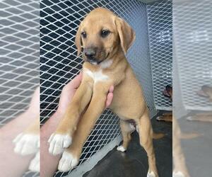 Chihuahua Dogs for adoption in Bakersfield, CA, USA
