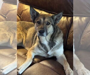 German Shepherd Dog-Unknown Mix Dogs for adoption in Mobile, AL, USA