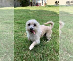 Malchi Dogs for adoption in Brighton, TN, USA