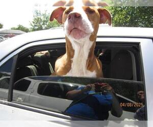Staffordshire Bull Terrier-Unknown Mix Dogs for adoption in Ocala, FL, USA