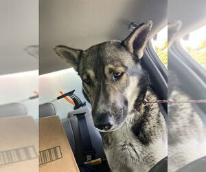 German Shepherd Dog Dogs for adoption in Stockton, CA, USA